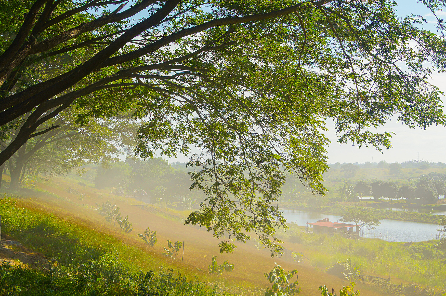 1000 seedlings were planted in the town of Sta. Rita, Pampanga last weekend